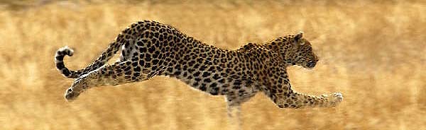 Кавказский леопард. Фото с сайта www.outdoors.ru