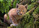Lynx_kitten_persons