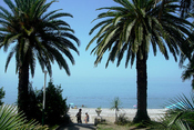 Palm_photo