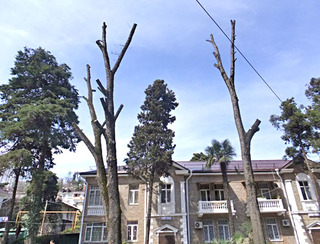 Кронирование деревьев неизвестной фирмой на улице Гагарина в Сочи. Апрель 2012 г. Фото Светланы Кравченко для "Кавказского узла"