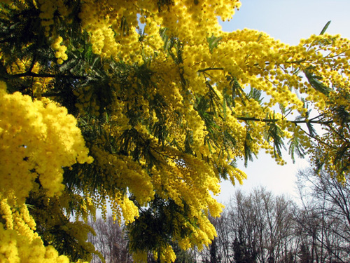 Цветение мимозы. Фото с сайта privet.ru