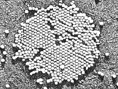 Электронная микрофотография вируса полиомиелита. Источник: http://medbooka.ru