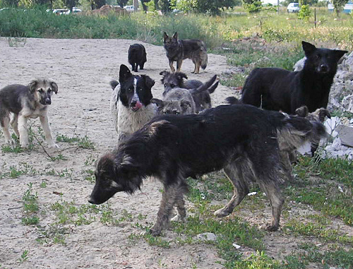 Бродячие собаки. Фото: Pretenderrs, http://ru.wikipedia.org