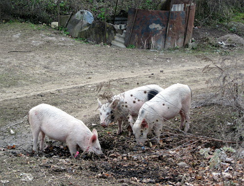Владельцы свиней не держат их в хлеве, и животные разбредаются по округе. Село Шош Аскеранского района Нагорного Карабаха, 7 декабря 2012 г. 
