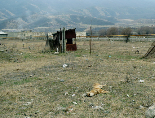 Убитый шакал в селе Иванян. Нагорный Карабах, 25 февраля 2014 г. Фото Алвард Григорян для "Кавказского узла"