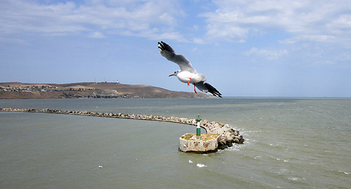 Чайка над Керченским проливом. Фото Нины Тумановой для "Кавказского узла"