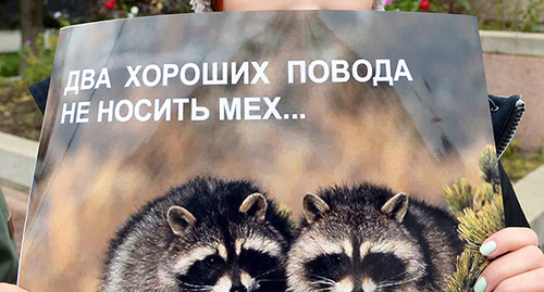 Плакат на акции в защиту животных. Фото Олега Пчелова для "Кавказского узла"