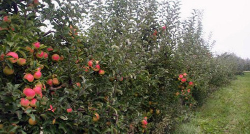 Яблоневый сад. Фото: http://07kbr.ru/wp-content/uploads/%D1%81%D0%B0%D0%B41.jpg