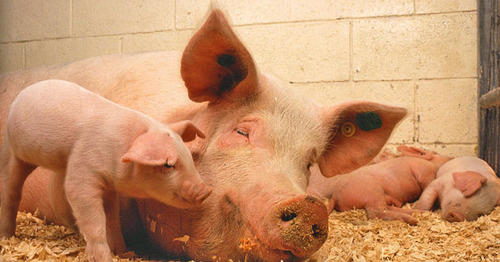 Свиньи. Фото https://ru.wikipedia.org/