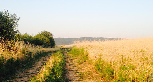 Дорога вдоль пшеничного поля. Фото Ахмеда Альдебирова для "Кавказского узла"