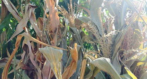 Погибшие всходы кукурузы. Фото Магомеда Магомедова для