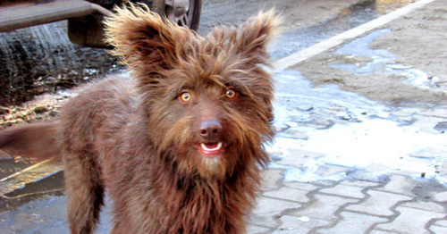 Бродячая собака. Фото Вячеслава Ященко для "Кавказского узла"