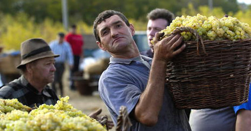 Сбор винограда. Фото http://www.alcoexpert.ru/itnews/1320-filloksera-mozhet-unichtozhit-vse-vinogradniki-armenii.html