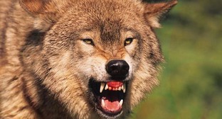 Бригады для отстрела волков создаются в Кабардино-Балкарии