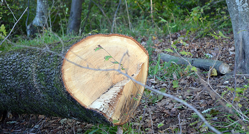 Срубленное дерево в лесопарковой зоне Сочи. Фото Светланы Кравченко для "Кавказского узла"