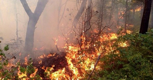 Лесной пожар. Фото: пресс-служба администрации Геленджика