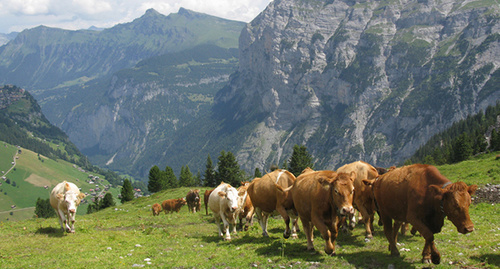 Коровы на горном пастбище. Фото:  http://vestnikkavkaza.net/upload2/files/2010/Mar/itie.jpg