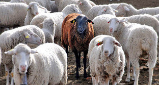 ����: kavkaz-uzel.ru