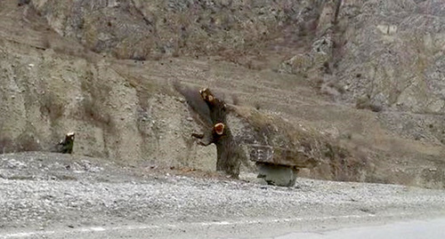 Уничтоженное вандалами дерево-символ села Верхняя Балкария. Фото: http://kbrria.ru/sites/default/files/field/image/derevo.jpg