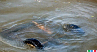  ���� �������� ������� ������� ������ ��������� 