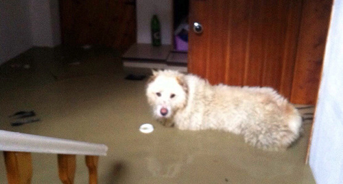 Затопленный дом после дождя на улице Старошоссейная с собакой. Фото Светланы Кравченко для "Кавказского узла"