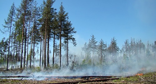 Низовой пожар в лесу. Фото http://thaipedia.fedpress.ru/sites/fedpress/files/tkhoruzhenko/news/3679_500x297.jpg