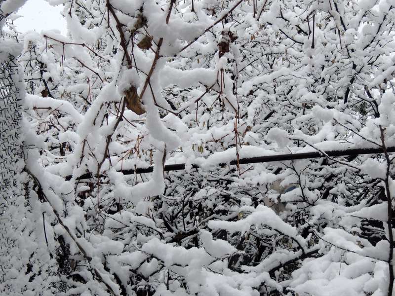 Снег на ветках деревьев.
