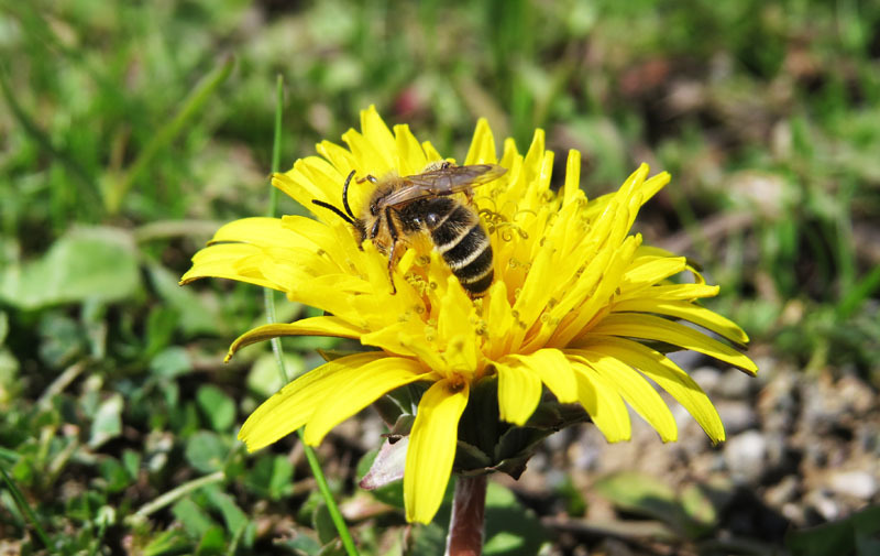 Пчеле всё-равно, с какого цветка собирать нектар и где он растёт.