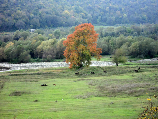 Осень в Карабахе. Рыжая бестия...