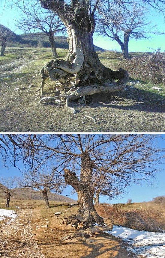дерево дерево