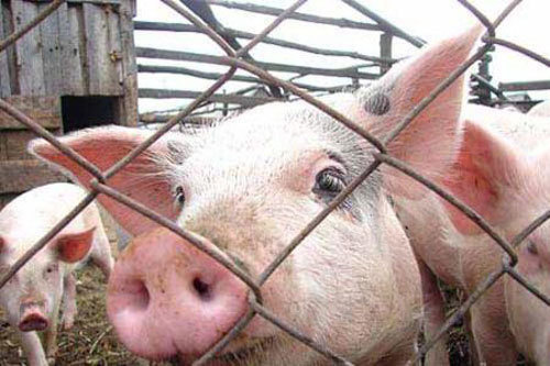 Свиноферма. Фото с сайта www.agro.ru Свиноферма. Фото с сайта www.agro.ru