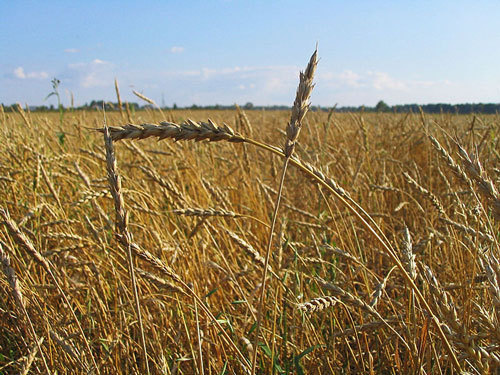 Пшеничное поле. Фото с сайта http://ru.wikipedia.org Пшеничное поле. Фото с сайта http://ru.wikipedia.org