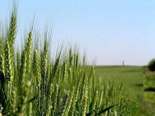 Озимая пшеница. Фото с сайта www.uswheat.ru Озимая пшеница. Фото с сайта www.uswheat.ru