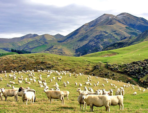 Пастбища в Дагестане. Фото http://pznivi.ru Пастбища в Дагестане. Фото http://pznivi.ru