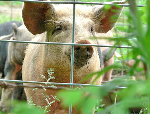 Свинья. Фото: Vicky TGAW, flickr.com Свинья. Фото: Vicky TGAW, flickr.com