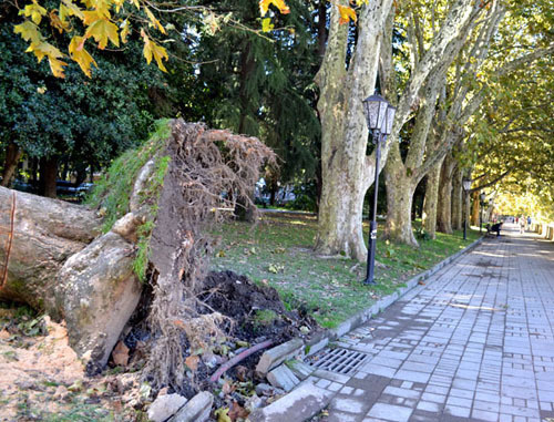 Дерево поваленное ветром. Сочи, осень 2013 г. Фото Светланы Кравченко для "Кавказского узла" Дерево поваленное ветром. Сочи, осень 2013 г. Фото Светланы Кравченко для "Кавказского узла"