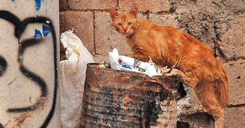 Бездомная кошка. Фото: Dûrzan Cîrano https://ru.wikipedia.org Бездомная кошка. Фото: Dûrzan Cîrano https://ru.wikipedia.org
