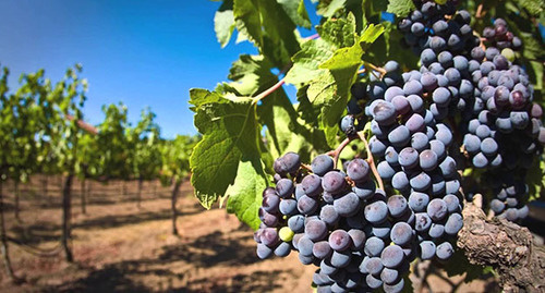 Виноградник. Фото:
Источник: Новости-Грузия http://www.newsgeorgia.ge/v-tbilisi-poyavyatsya-punkty-prodazhi-vinograda/#t20c Виноградник. Фото:
Источник: Новости-Грузия http://www.newsgeorgia.ge/v-tbilisi-poyavyatsya-punkty-prodazhi-vinograda/#t20c