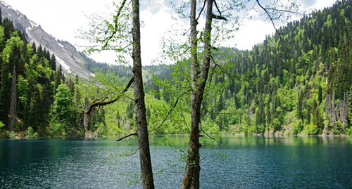 Рицинский реликтовый национальный парк. Фото: http://абхазия.рф/о-стране/география-и-природа/природные-заповедники/ррнп Рицинский реликтовый национальный парк. Фото: http://абхазия.рф/о-стране/география-и-природа/природные-заповедники/ррнп