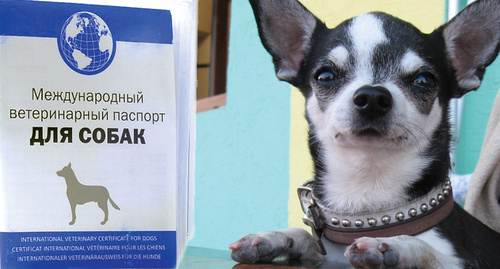 Паспорт для собаки и пёс. Фото Нины Тумавновой для "Кавказского узла" Паспорт для собаки и пёс. Фото Нины Тумавновой для "Кавказского узла"