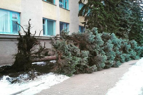 Вырванное ветром дерево в Ставрополе http://bloknot-stavropol.ru/news/razbushevavshiysya-veter-sorval-kryshi-zdaniy-i-vy-796321 Вырванное ветром дерево в Ставрополе http://bloknot-stavropol.ru/news/razbushevavshiysya-veter-sorval-kryshi-zdaniy-i-vy-796321