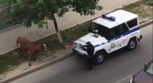 Махачкалинский полицейский в момент выстрела в корову. Фото: скриншот видео, https://www.youtube.com/watch?v=-baWkPEZmY4 Махачкалинский полицейский в момент выстрела в корову. Фото: скриншот видео, https://www.youtube.com/watch?v=-baWkPEZmY4