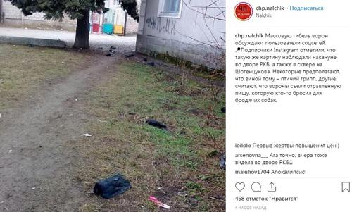 Мертвые птицы в Нальчике. Фото: скриншот со страницы сообщества "ЧП/Нальчик, КБР" в Instagram https://www.instagram.com/p/BtQh2FvF9aT/ Мертвые птицы в Нальчике. Фото: скриншот со страницы сообщества "ЧП/Нальчик, КБР" в Instagram https://www.instagram.com/p/BtQh2FvF9aT/
