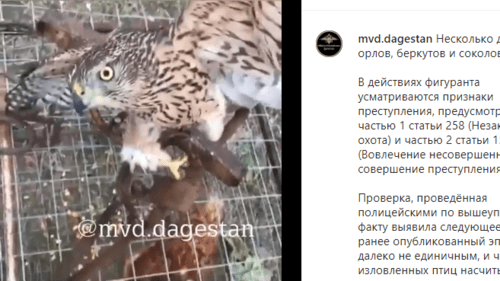 Сообщение об охоте дагестанского депутата птиц, https://www.instagram.com/p/CBNZ3CNJLlD/ Сообщение об охоте дагестанского депутата птиц, https://www.instagram.com/p/CBNZ3CNJLlD/