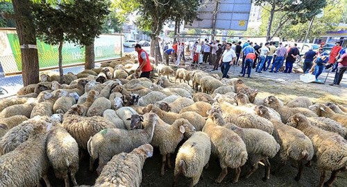 Торговая точка с жертвенными баранами на Курбан-байрам. Фото Азиза Каримова для "Кавказского узла" Торговая точка с жертвенными баранами на Курбан-байрам. Фото Азиза Каримова для "Кавказского узла"