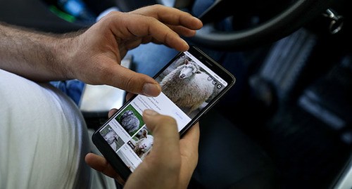 Житель Баку выбирает жертвенное животное по интернету. Баку, 31 июля 2020 года. Фото Азиза Каримова для "Кавказского узла" Житель Баку выбирает жертвенное животное по интернету. Баку, 31 июля 2020 года. Фото Азиза Каримова для "Кавказского узла"