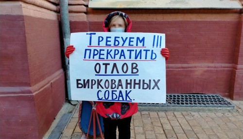 Зоозащитница проводит одиночный пикет у здания администрации Астраханской области. 20 ноября 2020 года. Фото Алены Садовской для "Кавказского узла" Зоозащитница проводит одиночный пикет у здания администрации Астраханской области. 20 ноября 2020 года. Фото Алены Садовской для "Кавказского узла"