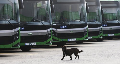 Автобусы. Тбилиси, 28 ноября 2020 года. Фото: REUTERS/Irakli Gedenidze Автобусы. Тбилиси, 28 ноября 2020 года. Фото: REUTERS/Irakli Gedenidze