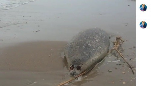 Труп тюленя на берегу Каспийского моря. Фото: скриншот с видео на странице nikomagomedov_ziyavdin в Instagram https://www.instagram.com/nikomagomedov_ziyavdin/ Труп тюленя на берегу Каспийского моря. Фото: скриншот с видео на странице nikomagomedov_ziyavdin в Instagram https://www.instagram.com/nikomagomedov_ziyavdin/