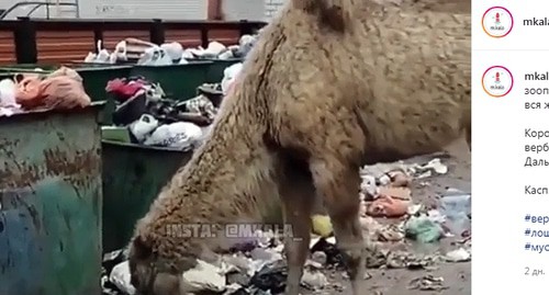 Верблюд ест мусор около свалки в Махачкале. Скриншот сообщения канала mkala https://www.instagram.com/p/CKJUW8Dj9d0/ Верблюд ест мусор около свалки в Махачкале. Скриншот сообщения канала mkala https://www.instagram.com/p/CKJUW8Dj9d0/